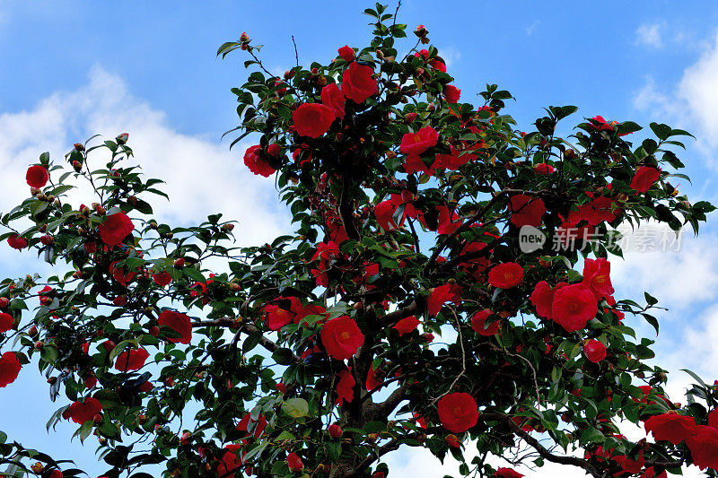 茶花/日本茶花